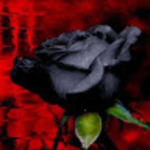 Meet your Posher, Anonijah